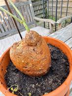 Talinum Caffrum, Overige soorten, Ophalen of Verzenden, In pot, Minder dan 100 cm
