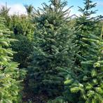 Abies nordmaniana 3 m hoog, Tuin en Terras, Ophalen of Verzenden