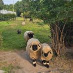 Gezocht hoefbekapper schapen, Vrouwelijk, Schaap