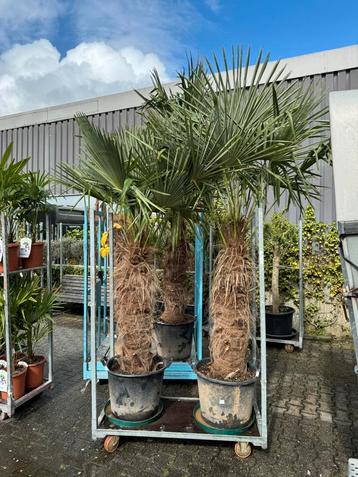 Trachycarpus fortunei, 250cm!! SUPER KONINGSDAG ACTIE! 