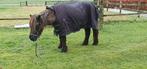 Gratis paardendeken maat 125 / 175, Dieren en Toebehoren, Ophalen, Gebruikt