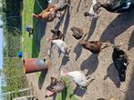 ronquières kalkoen, Dieren en Toebehoren, Pluimvee, Vrouwelijk, Kalkoen