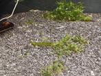 TK: Neocaridina Palmata White Pearl garnalen, Kreeft, Krab of Garnaal, Zoetwatervis, Schoolvis