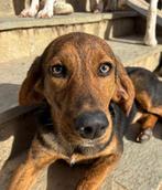 Thais, dapper meisje op zoek naar haar gouden mandje, Particulier, 8 tot 15 weken, Buitenland, Teef