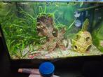 Klein warm zoetwater aquarium incl algeneter, Ophalen of Verzenden, Zo goed als nieuw, Gevuld zoetwateraquarium