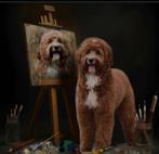 Doodles op komst, Dieren en Toebehoren, Honden | Retrievers, Spaniëls en Waterhonden, CDV (hondenziekte), Overige rassen, 8 tot 15 weken