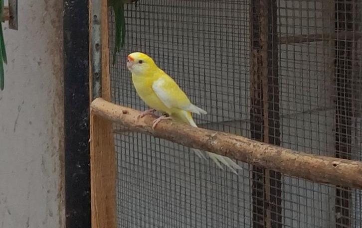 Lutino strogele( ruilen mogelijk) blgezoomd kakariki, Dieren en Toebehoren, Vogels | Parkieten en Papegaaien, Parkiet, Vrouwelijk