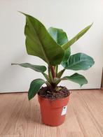 Philodendron Imperial Green - Philodendron H: 45 cm., Huis en Inrichting, Ophalen, Overige soorten, Halfschaduw, Minder dan 100 cm