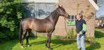 paard te koop (weidemaatje, recreatie), Dieren en Toebehoren, Recreatiepaard, 11 jaar of ouder, Merrie, L