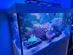 Mooi compleet zeeaquarium ( Neptune systems Apex), Dieren en Toebehoren, Vissen | Aquariumvissen, Overige typen, Zoutwatervis