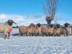 Stamboek Walliser Schwarznase ooien, Dieren en Toebehoren, Vrouwelijk, Schaap, 3 tot 5 jaar