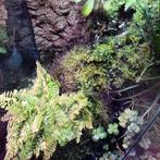 Exo terra terrarium  30x30x45, Ophalen, Zo goed als nieuw