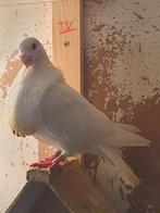 Gorguero, Meerdere dieren, Kropper