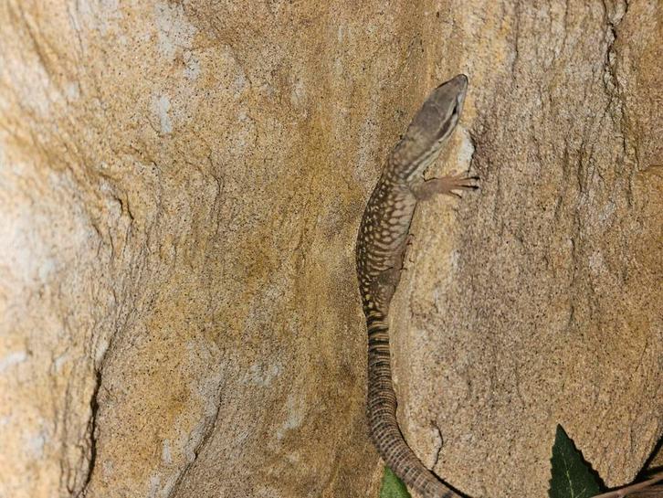 Varanus acanthures stekelstaartvaraan