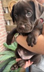 Old English Bulldog Labrador Puppys Mogen Nest Verlaten!, Dieren en Toebehoren, Meerdere, Meerdere dieren, Nederland, Particulier
