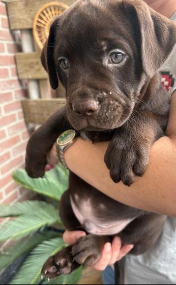 Old English Bulldog Labrador Puppys Mogen Nest Verlaten! beschikbaar voor biedingen