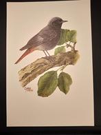 Zwarte Roodstaart, Verzenden, 1980 tot heden, Zo goed als nieuw, Dier