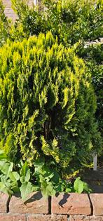 Grote Levensboom, Platycladus orientalis 'Aurea Nana', Ophalen