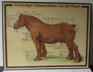 schitterende antieke oude schoolplaten varken, koe beschikbaar voor biedingen