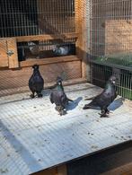Takla Arap,twee mannen,een vrouw, Dieren en Toebehoren, Vogels | Duiven, Meerdere dieren