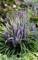 Leliegras Liriope, Tuin en Terras, Planten | Tuinplanten, Ophalen, Overige soorten, Volle zon