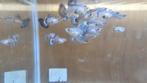 Gratis guppy's, Dieren en Toebehoren, Vis