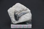 Enhodus (matrix) Boven -Krijt, Verzamelen, Mineralen en Fossielen, Ophalen of Verzenden, Fossiel