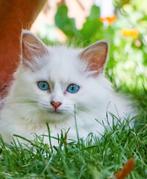 Ragdoll kitten poesje met stamboom en garantie, Poes, Ontwormd, 0 tot 2 jaar