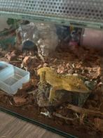 Wimper gekko, Overige soorten, Met terrarium, 0 tot 2 jaar