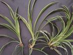Stekken graslelie (spider plant), Ophalen, Overige soorten, Volle zon