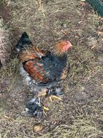 Brahma’s haan, Dieren en Toebehoren, Pluimvee, Mannelijk, Kip