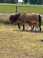 Te koop diverse mini Shetlanders, Dieren en Toebehoren, Merrie, A pony (tot 1.17m), Gechipt, 0 tot 2 jaar