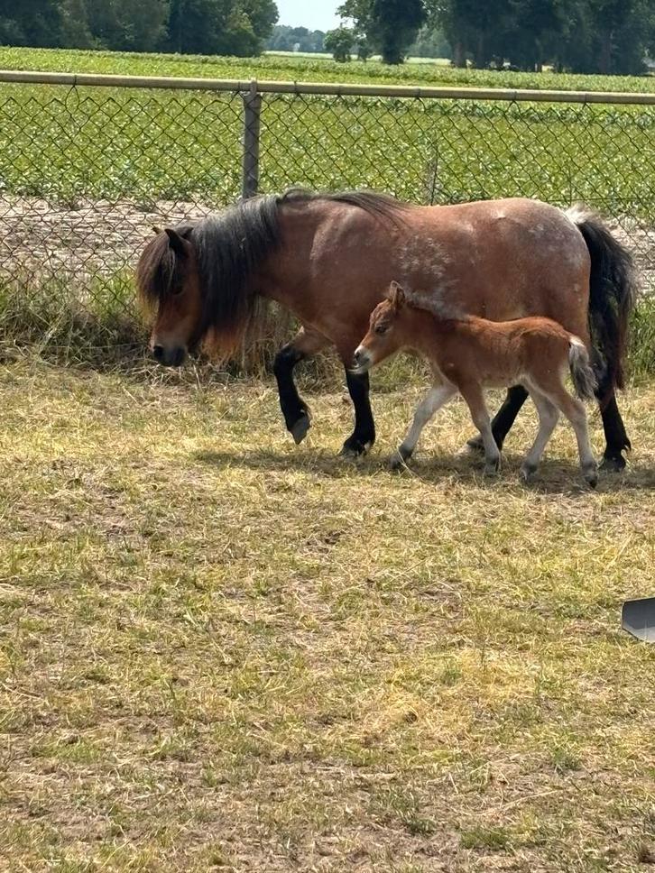 Te koop diverse mini Shetlanders, Dieren en Toebehoren, Pony's, Merrie, A pony (tot 1.17m), 0 tot 2 jaar, Met stamboom, Gechipt