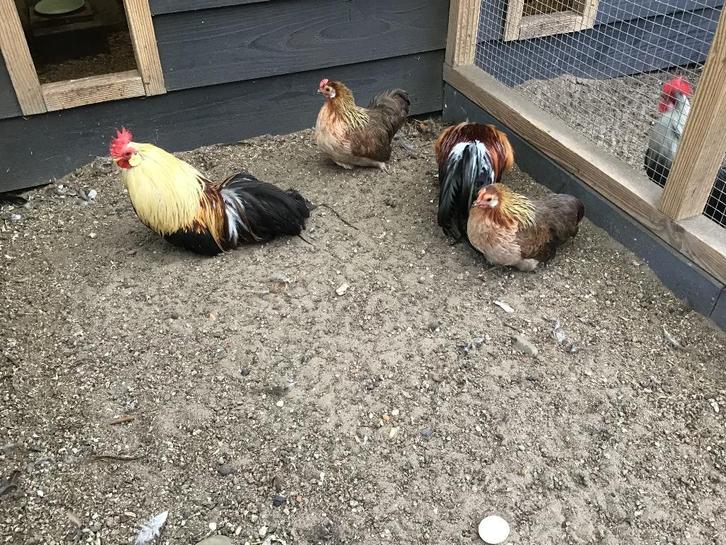 Ohiki krielkip, krielen, Dieren en Toebehoren, Pluimvee, Kip, Vrouwelijk