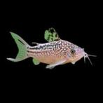 Corydora Nannus - Corydoras nanus - Koidream Valburg