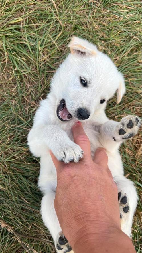 Prachtige puppy’s witte herder x rhodesian ridgeback, Dieren en Toebehoren, Honden | Beagles, Bassets en Lopende honden, Meerdere dieren