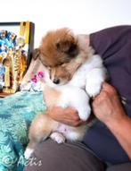 COLLIE Schotse pup FCI, Dieren en Toebehoren, Honden | Herdershonden en Veedrijvers, Fokker | Hobbymatig, 8 tot 15 weken, Buitenland