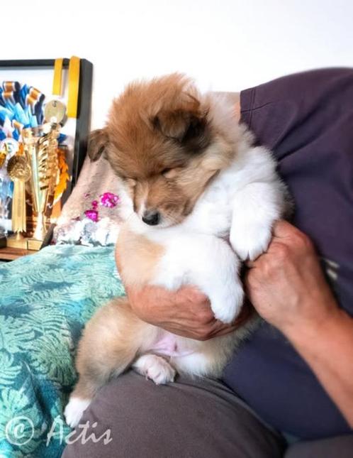 COLLIE Schotse pup FCI, Dieren en Toebehoren, Honden | Herdershonden en Veedrijvers, Reu, Collie, Fokker | Hobbymatig, Eén hond