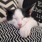 Liefje poesje van 7 maanden, Dieren en Toebehoren, Katten en Kittens | Overige Katten, Poes