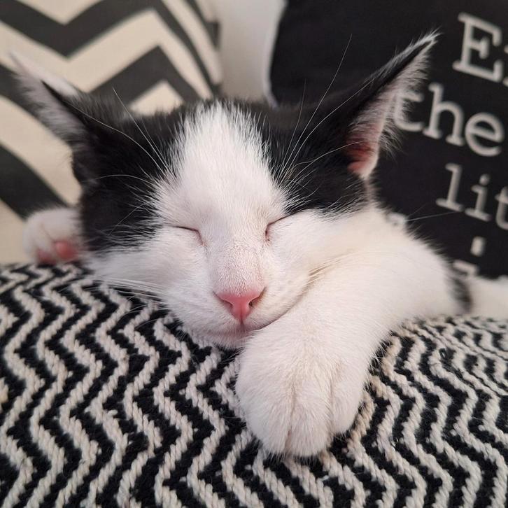 Liefje poesje van 7 maanden, Dieren en Toebehoren, Katten en Kittens | Overige Katten, Poes