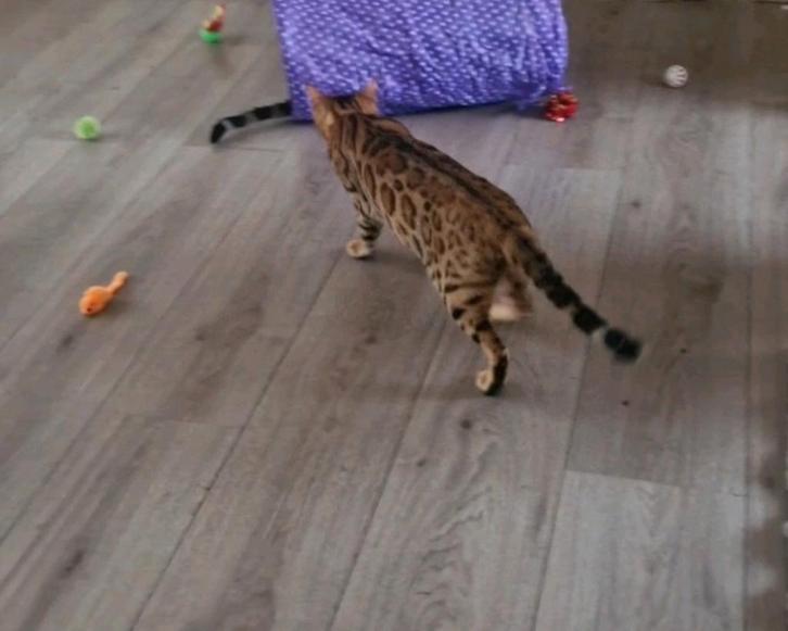 Herplaatser Bengaal F5🐆⭐️fokrecht of als gezelschapsdier, Dieren en Toebehoren, Katten en Kittens | Raskatten | Korthaar, Poes