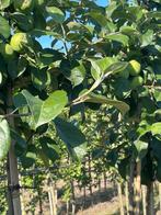 Oktober volop jonge fruitbomen, Ophalen of Verzenden, Overige soorten