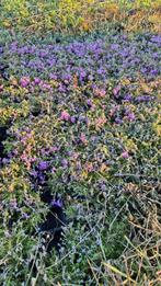Phlox subulata moerheimii vaste planten, Ophalen of Verzenden, Zomer, Bodembedekkers, Halfschaduw