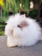 Teddy dwerg baby konijn, Dieren en Toebehoren, Konijnen, Mannelijk, Dwerg
