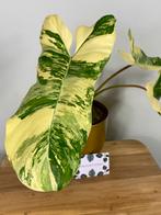 Philodendron Florida Beauty x Paraiso Verde Variegata, Huis en Inrichting, Kamerplanten, Ophalen of Verzenden, Halfschaduw, Minder dan 100 cm