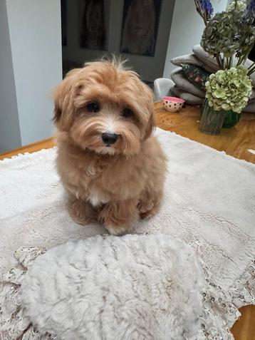 Exclusieve Maltipoo F1 pup (Azian Toy Poedel-Maltezer) beschikbaar voor biedingen
