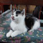 Speelse boerderij kittens, Meerdere dieren, 0 tot 2 jaar