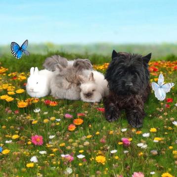 Cairn Terriers diverse info beschikbaar voor biedingen