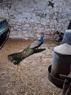 Pauw, Vrouwelijk, Kip