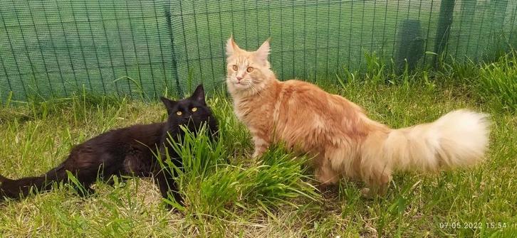 raszuivere Maine Coon poes, Dieren en Toebehoren, Katten en Kittens | Raskatten | Korthaar, Poes